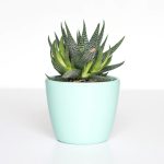 [藝術創作] 陶瓷花盤